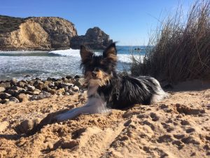 piri-piri chilling at barranco whatching the surf