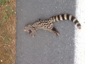 genet surf cat