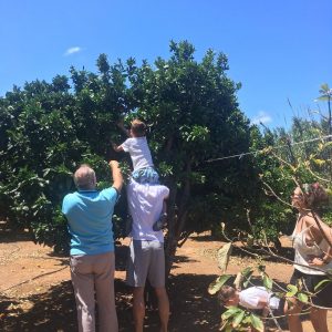 orange picking