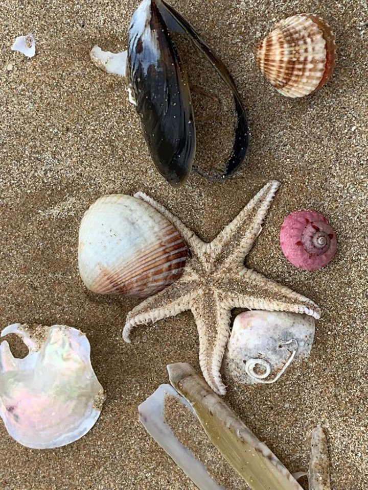 beach treasures