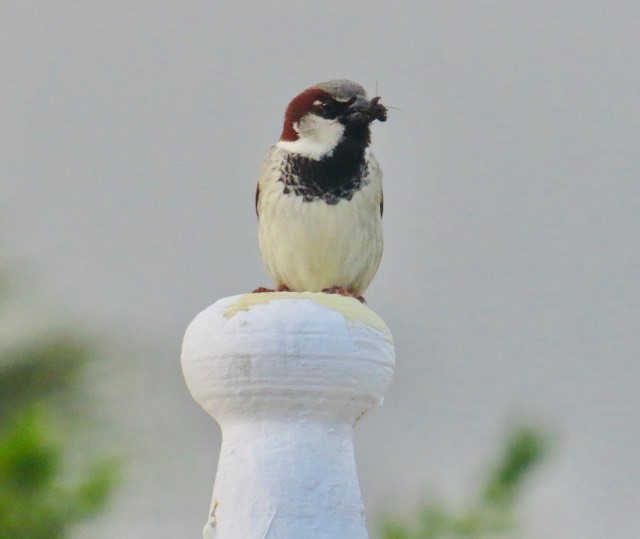 algarve local bird