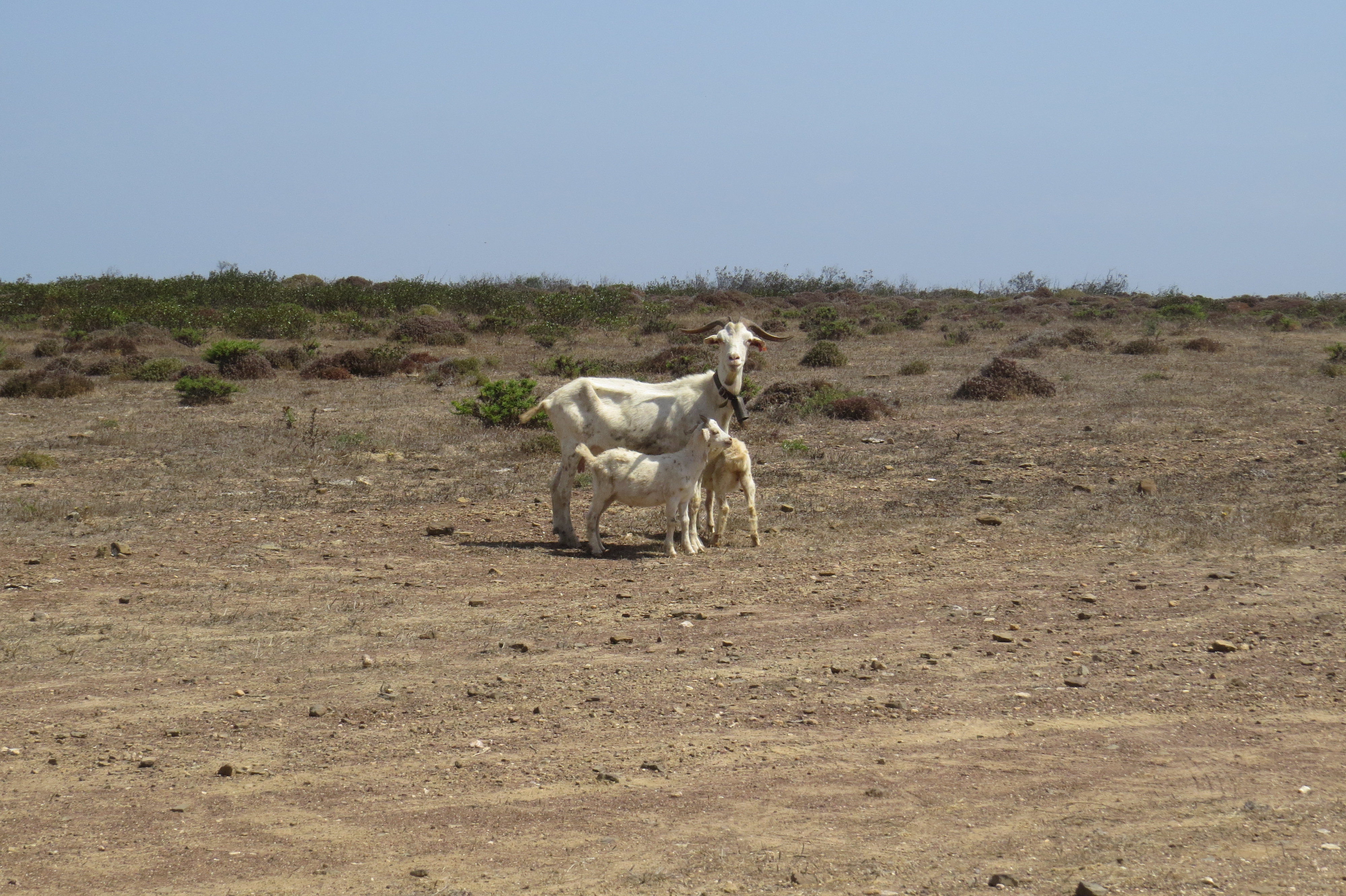 Algarve GOAT