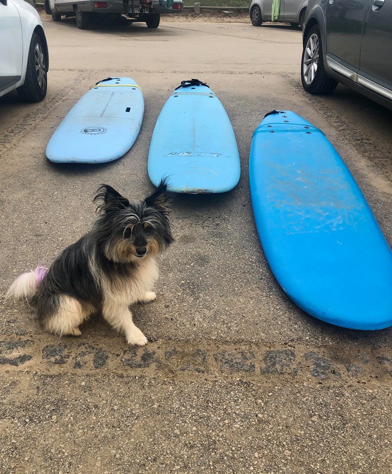 foamy surfboards