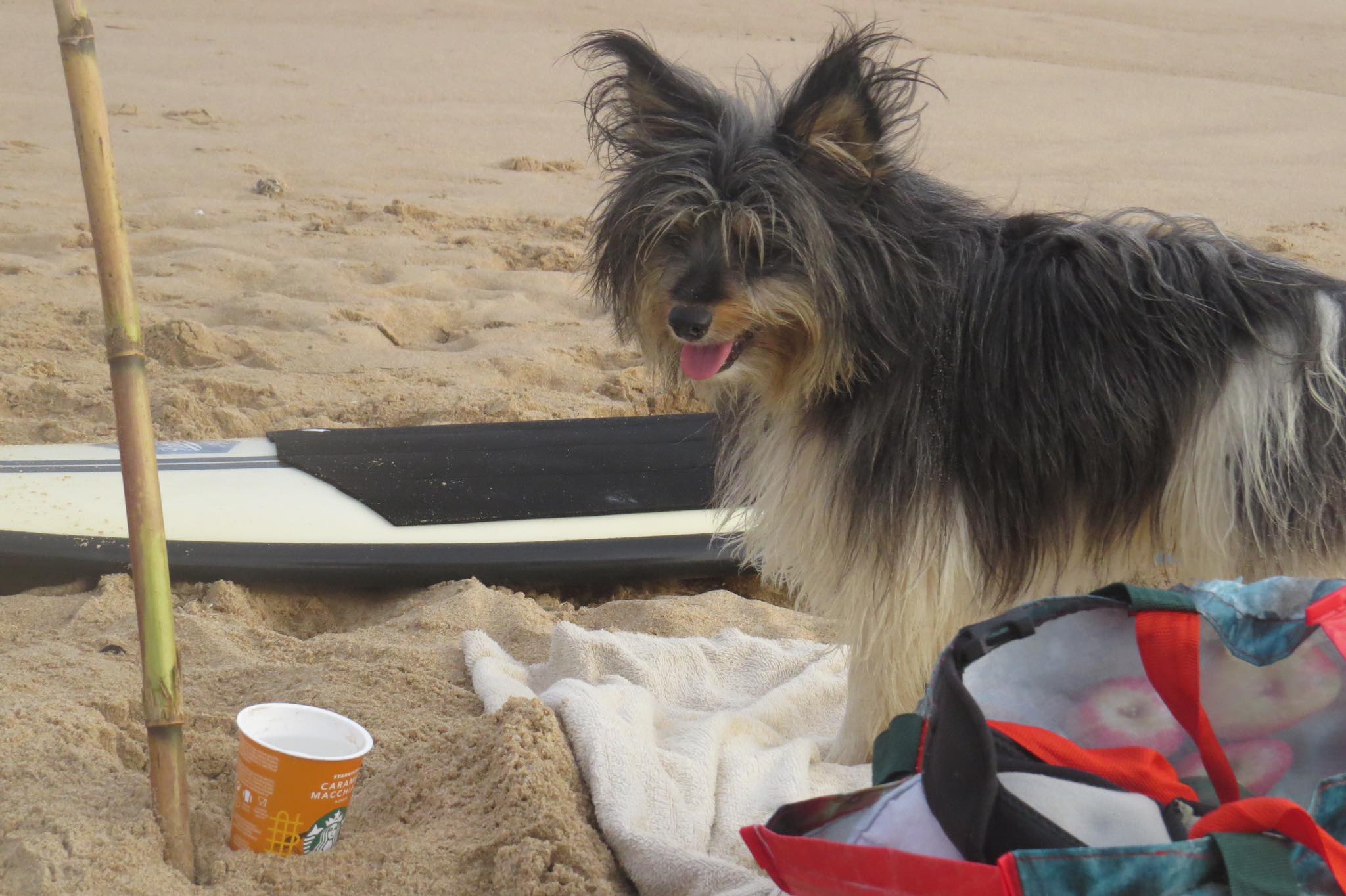 surfdog starbucks