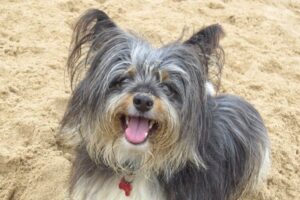 stoked-surfdog-beliche