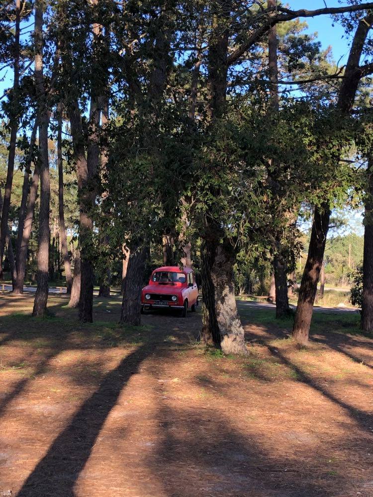 surf-car-in-the-bush-