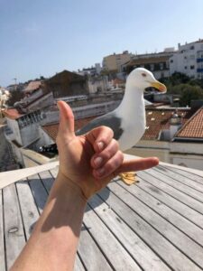 Algarve-shaka-bird