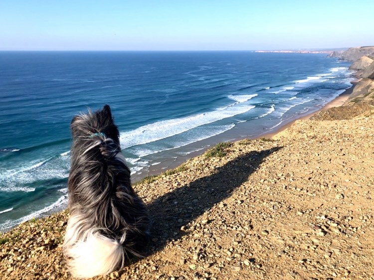 surfdog-algarve-praia-castelejo-cordoama