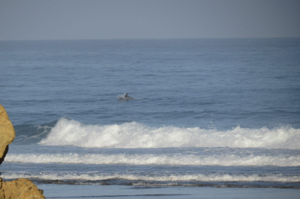 dolphin-watching-algarve-surfguide-