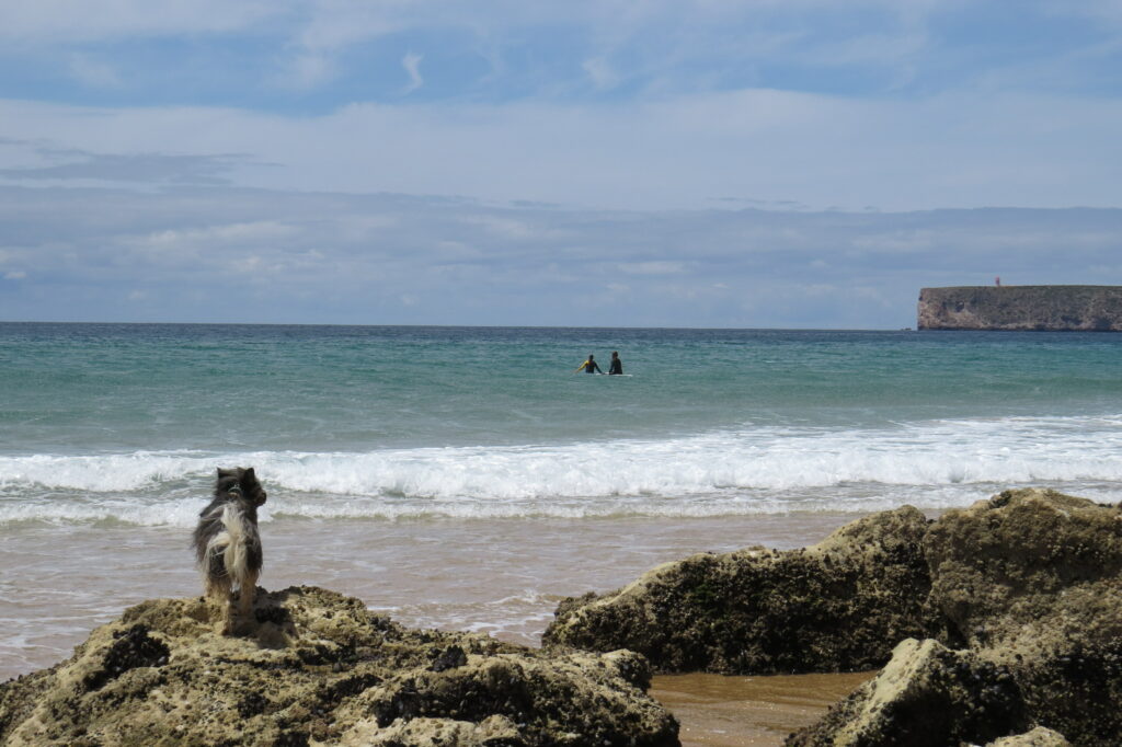 tonel surf dog surfguide algarve