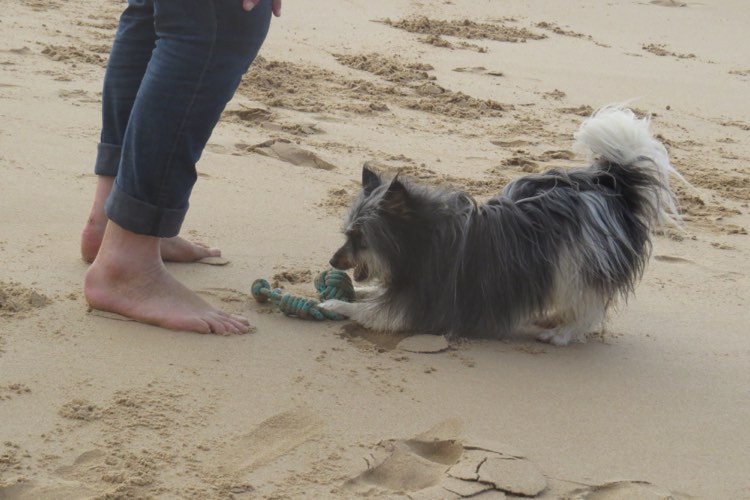 surfdog-bordeira-surfguide-algarve