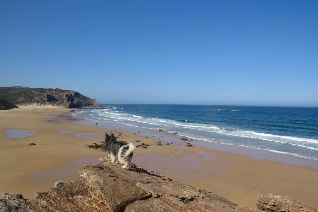 amado-lookout-with-surfdog-surfguide-algarve