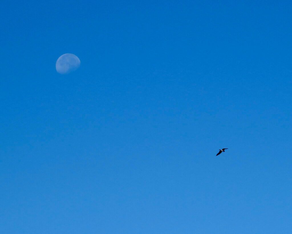 moon-and-bird-sagres-surfguide-algarve