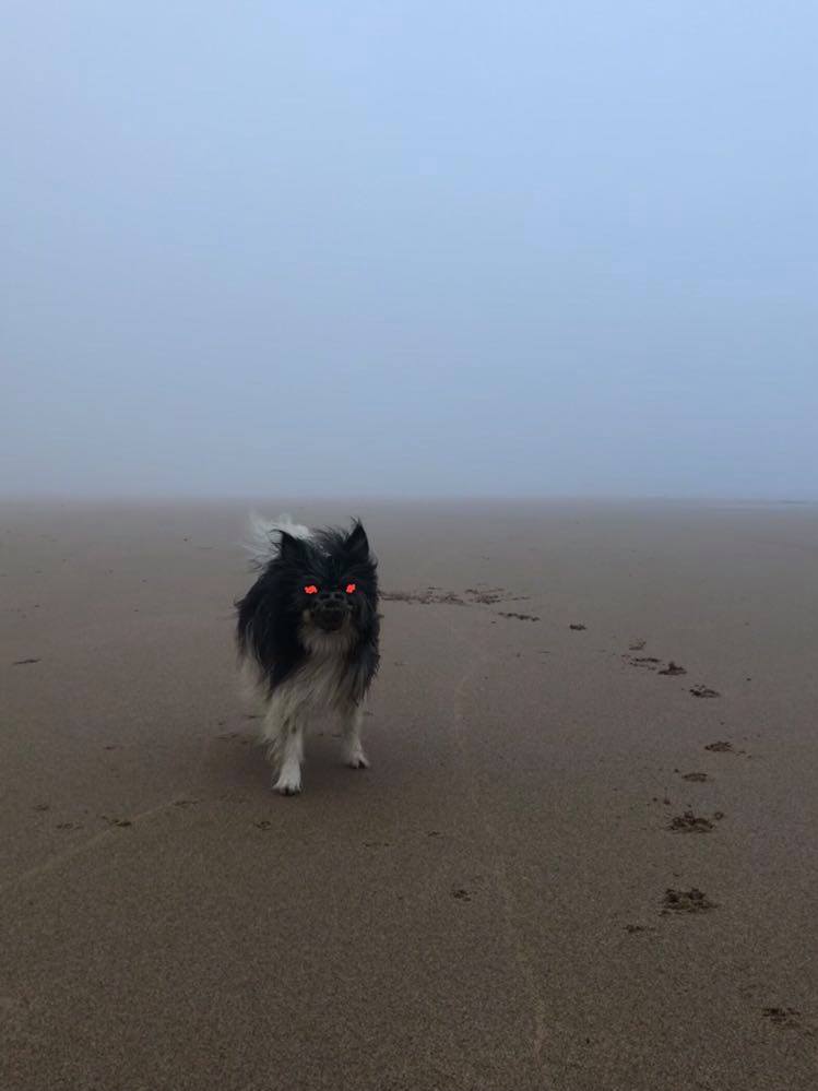 castelejo-beach-surf-dog-in-the-mist-surfguide-algarve