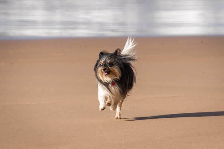 Surf dog surf guide algarve