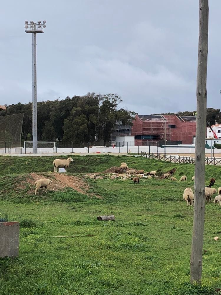 dont be a sheep vila do bispo surf guide algarve