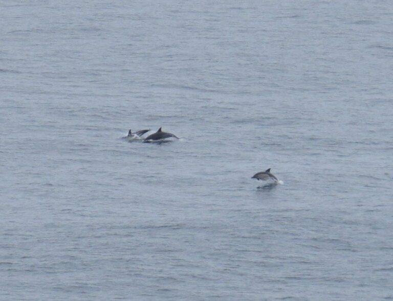 Dolphin watching Bordeira Carrapateira with Surf Guide Algarve