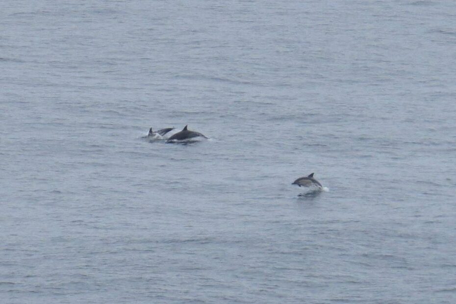 Dolphin watching Bordeira Carrapateira with Surf Guide Algarve