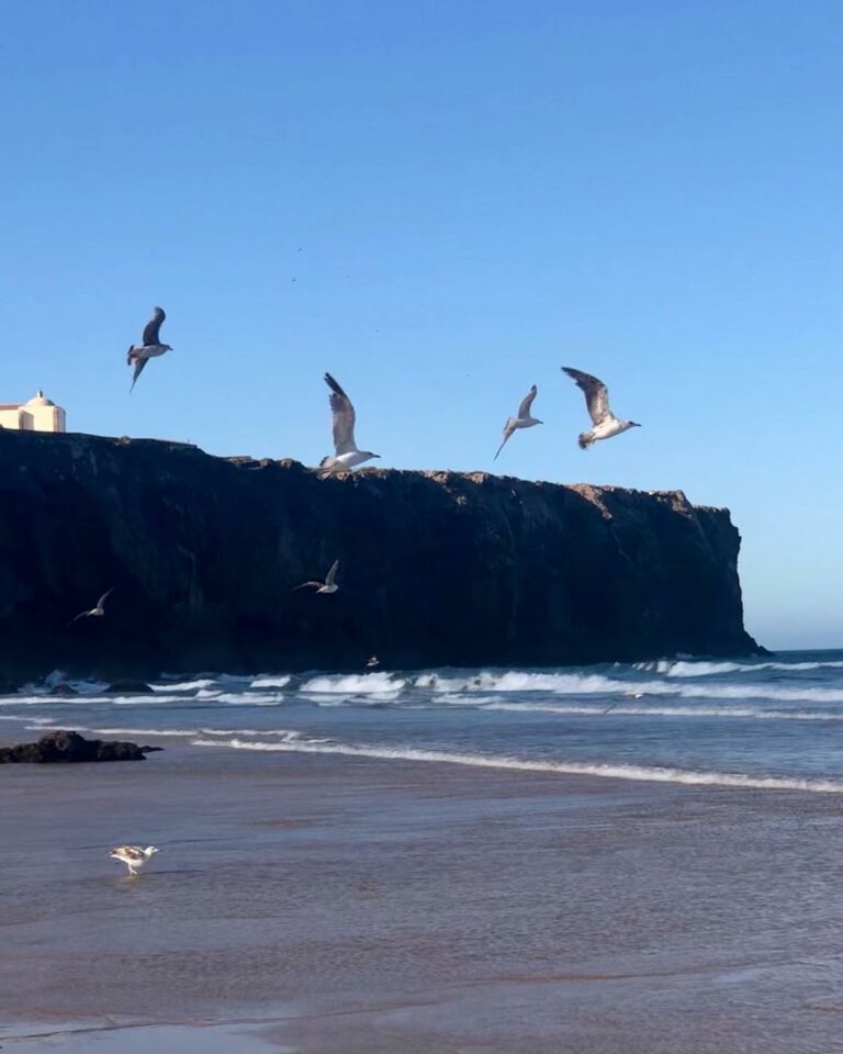 early birds sagres tonel surf guide algarve