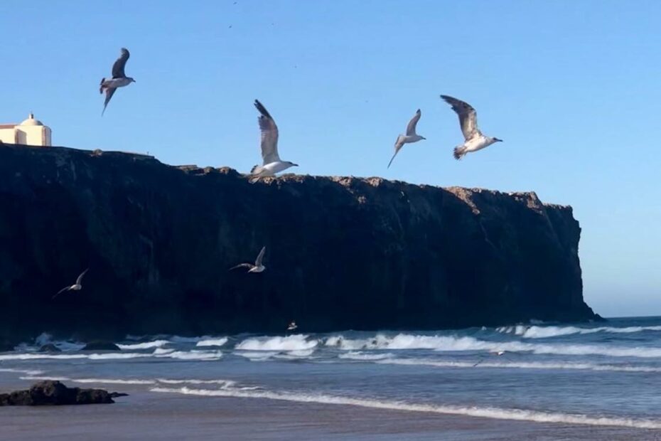 early birds sagres tonel surf guide algarve