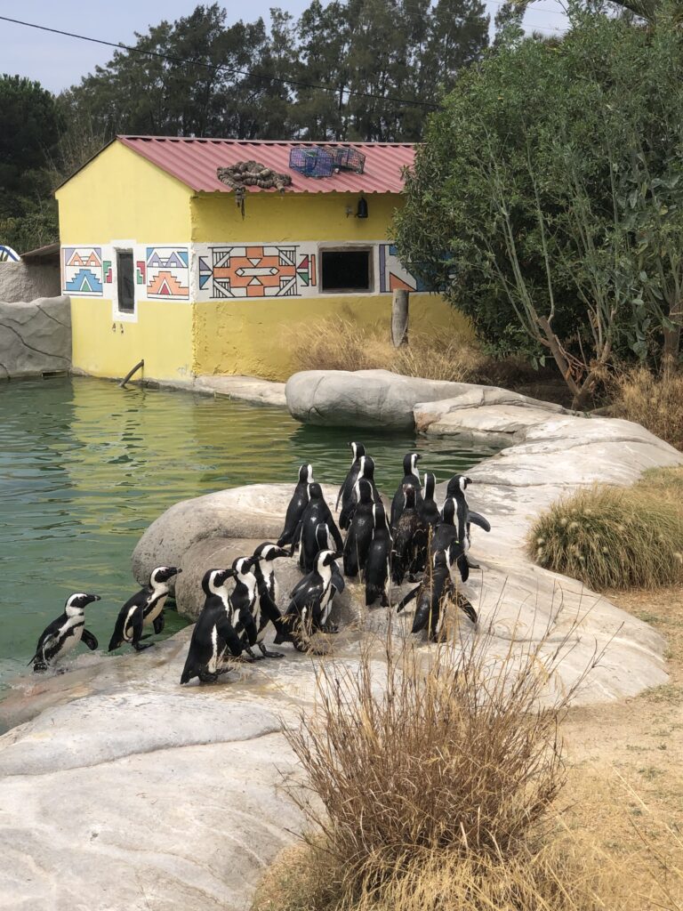 pinguins zoo algarve