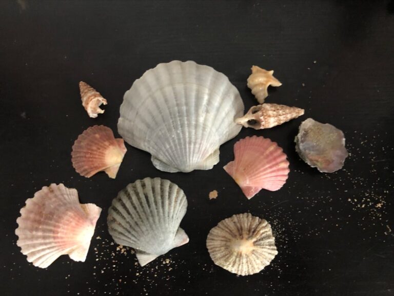 Beach treasures shells meia praia surf guide algarve