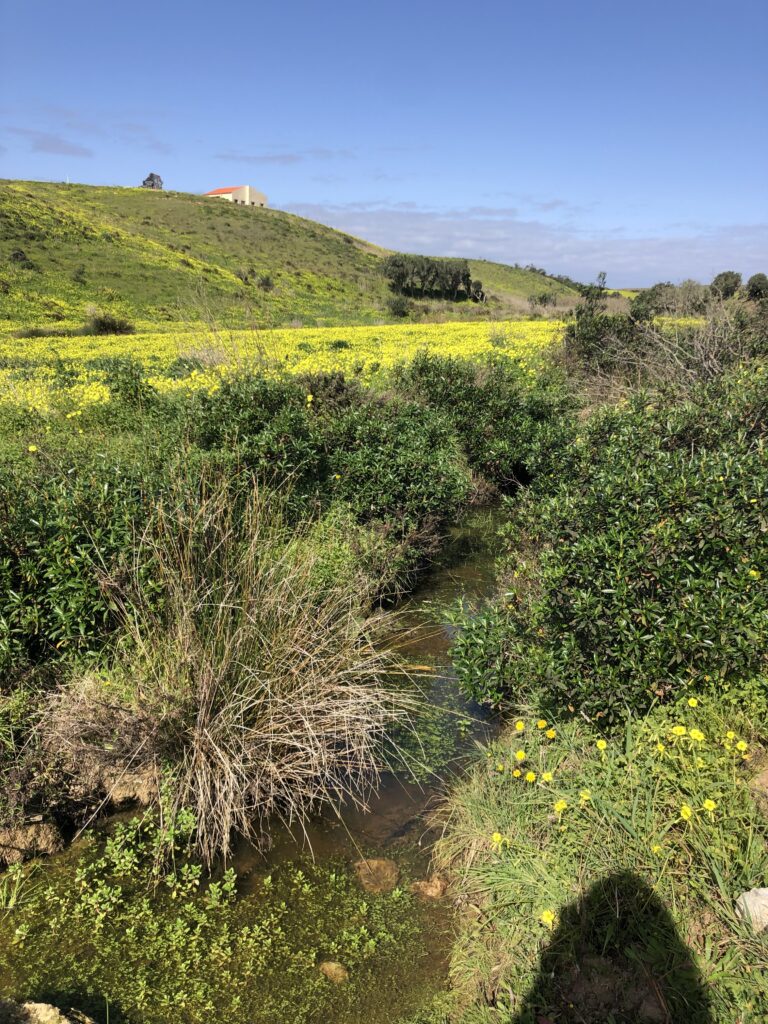 yellow flowers vila do bispo surf guide algarve