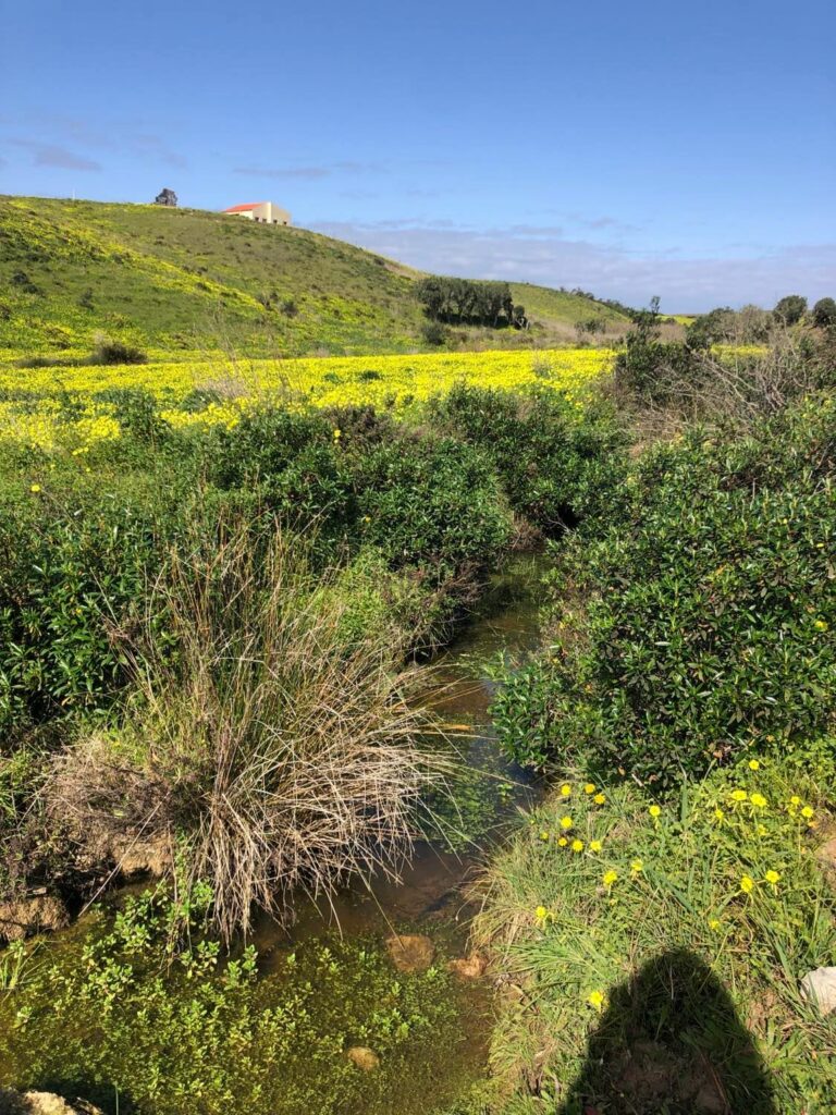 vila do bispo in spring surf guide algarve