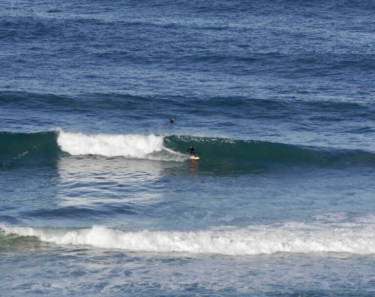 west coast surfing birds view surf guide algarve