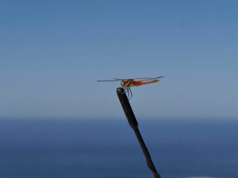 dragonfly surf guide algarve surf check