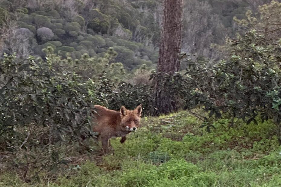 surf safari fox surf guide algarve