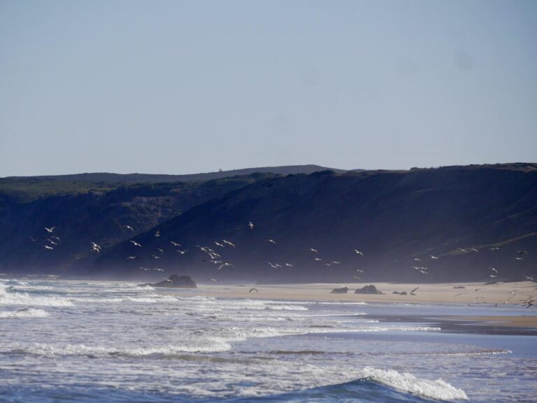 early birds bordeira surf guide algarve