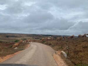 algarve traffic surf guide algarve