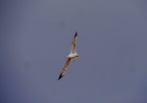 seagul early bird surf guide algarve