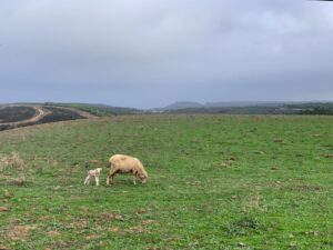 newborn lamb surf guide algarve