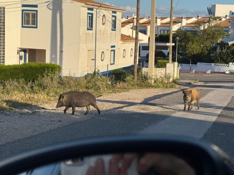 surf guide algarve surfari wild boar